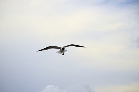 A seagull in flight against a blue skyの写真素材