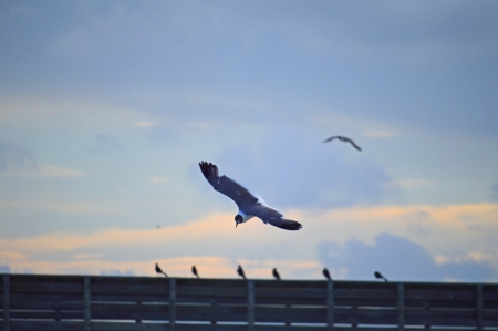 A seagull in flight against a blue skyの写真素材