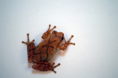 BROWN TREE FROGの写真素材