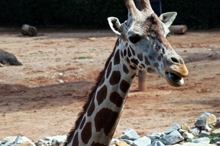 Head Shot of a Giraffeの写真素材