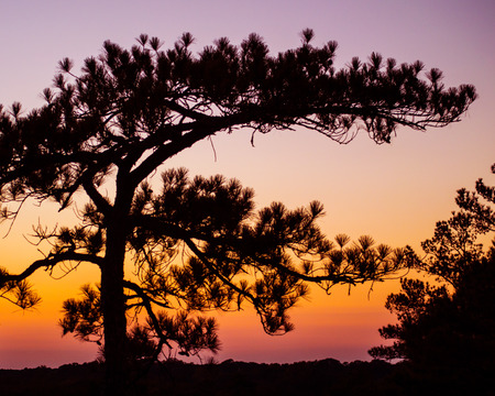 A lovely pine tree with an amazing sunset behind itの写真素材