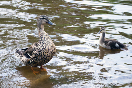 A mother and baby duck in a pondの写真素材