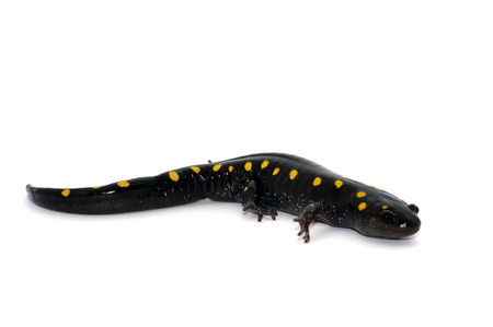 Yellow Spotted Salamanderの写真素材