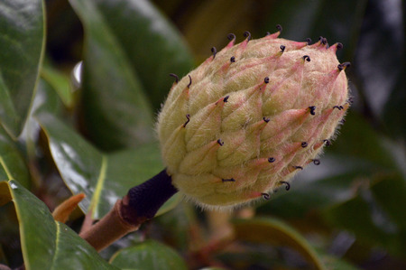 Magnolia Seed Podの写真素材