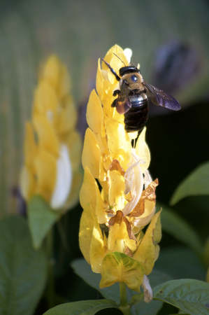 Busy as a Beeの写真素材