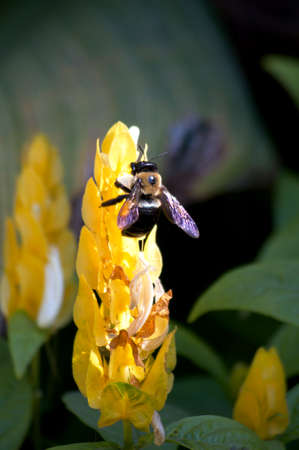 A bee pollinating a flowerの写真素材
