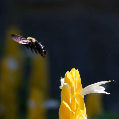 A bee pollinating a flowerの写真素材