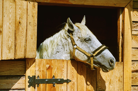 Close-up of a beautiful grey stallion in the stableの写真素材