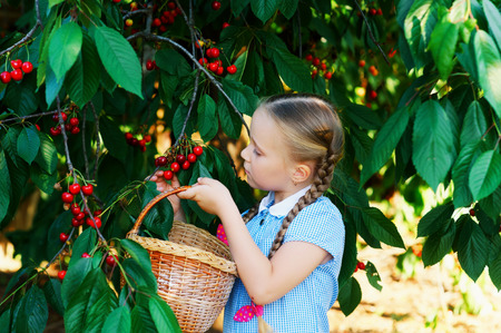 The child collects cherries . A pretty girl picking cherriesの写真素材