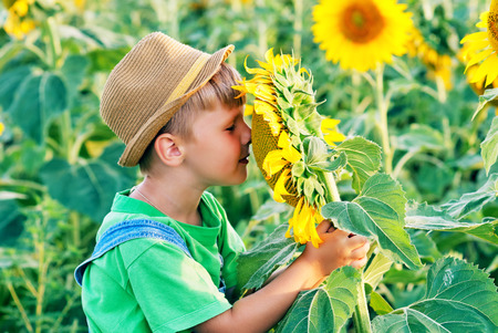 A boy in a field with sunflowers . Child on a walk in the countrysideの写真素材