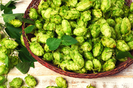 Hop cones on a wooden table. Brewing ingredient