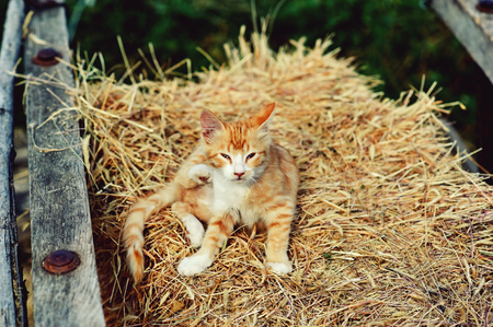 Red kitten on the streetの写真素材