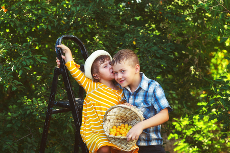 children in the garden harvest fruitの写真素材