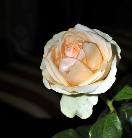 delicate pink rose on a black backgroundの写真素材
