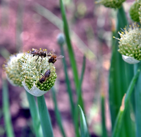 Honey bee nectaring on onion flowers with a soft background