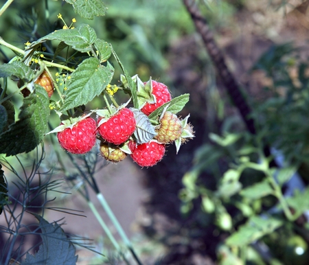 Raspberry on branch in the garden in sunny day