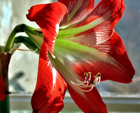 red flower on window background with latin name Amaryllis or Hippeastrumの写真素材