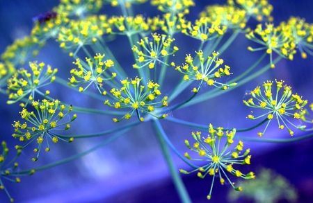 Yellow flowers of dill on with latin name Anethum graveolens. Close upの写真素材