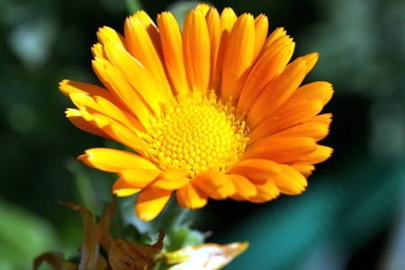 Close up view of calendula flower on blurred background. Flower in big close up.の写真素材