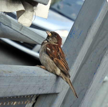 House sparrow in the city. Close up.の写真素材