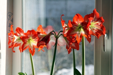 red flower on window background with latin name Amaryllis or Hippeastrumの写真素材