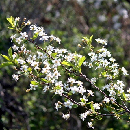 Flowers of the cherry blossoms on a spring dayの写真素材
