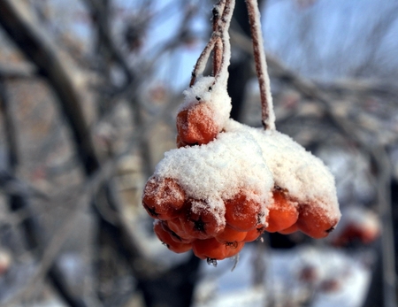 Branch of rowan berries, covered by fresh snow. Much frosty day.の写真素材