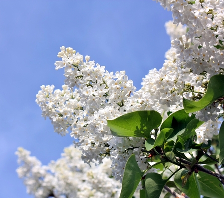 blooms white lilac on background of blue skyの写真素材