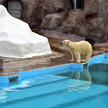 polar bear in Zoo near the waterの写真素材