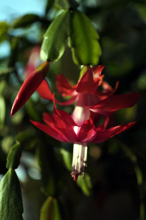 Buds of the Christmas Cactus flower in macro. Selected focus, small depth of field.の写真素材