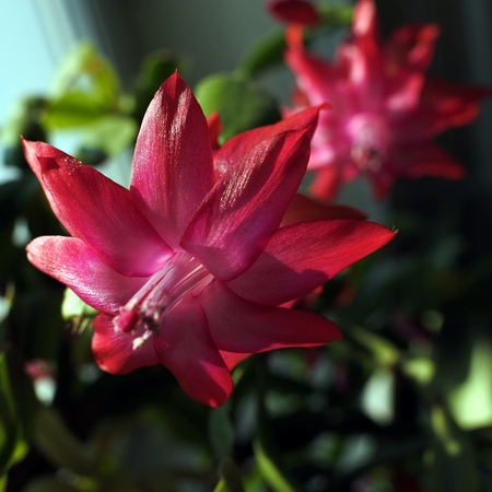 Buds of the Christmas Cactus flower in macro. Selected focus, small depth of field.の写真素材