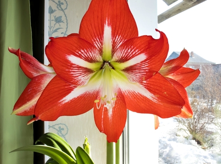 red flower with latin name Amaryllis or Hippeastrumon on the windowsillの写真素材