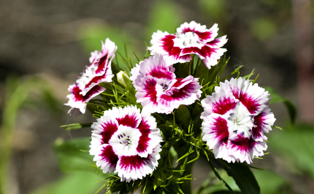 bright colorful flowers Turkish carnation in sunny daylightの写真素材