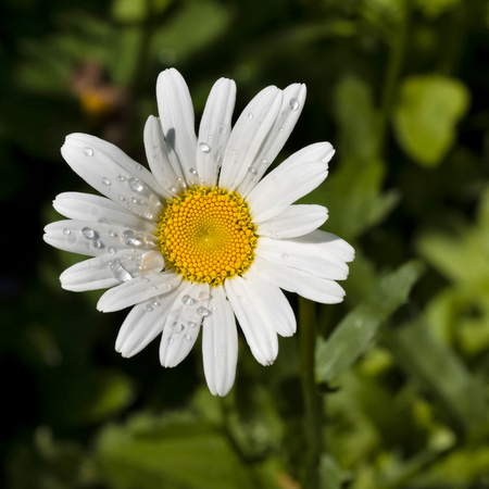 chamomile with dew drops in morning sunlightの写真素材