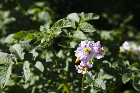 pink potato flowers in sunny morning lightの写真素材