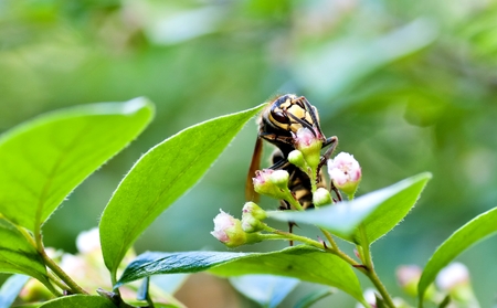 bald-faced hornet with latin name Vespa crabro gathers nectar from a flowering shrubの写真素材