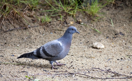 Pigeon walking on the sand on the shore of lakeの写真素材