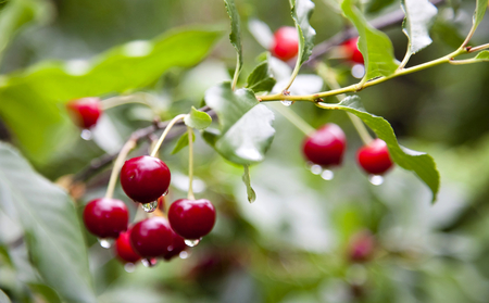 Bright ripe cherries with drops of rain