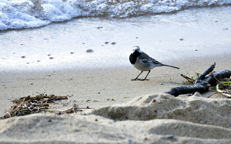 Wagtail on the lake looking for foodの写真素材