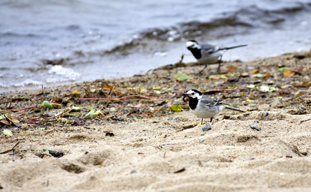 Wagtail looking for food on the lake in the sand