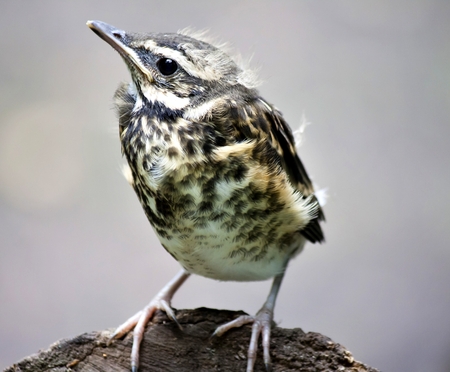 chick of the thrush, Fieldfareの写真素材
