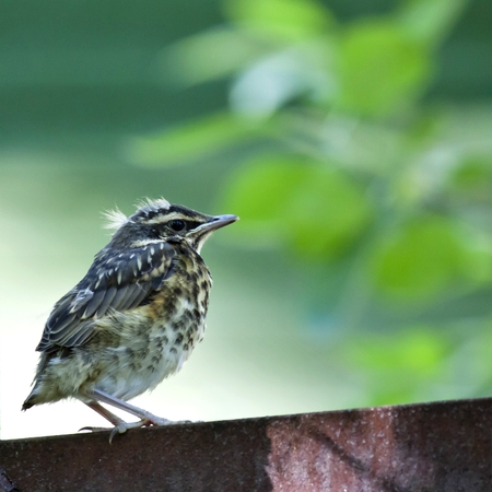 chick of the thrush, Fieldfare sitting there waiting for parents