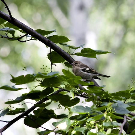 female Chaffinch sitting on a tree branch, South Uralの写真素材