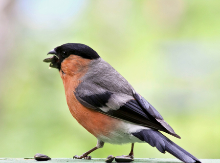 bullfinch eating sunflower seeds, summer, South Uralの写真素材