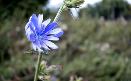 blue flowers of chicory with latin name Cichorium on green nature backgroundの写真素材