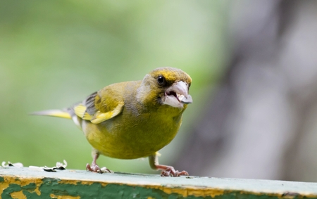 bird greenfinch sits on the Boardの写真素材