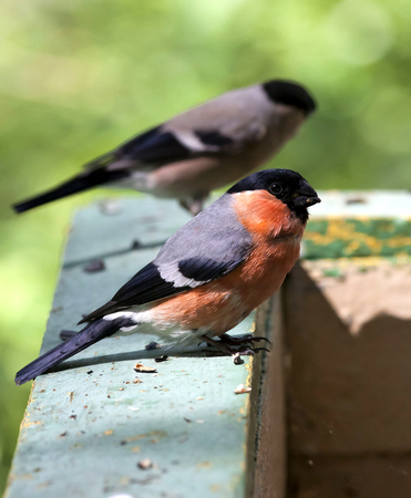 male bullfinch sits on the Board and looks at the photographer, summer, South Uralの写真素材