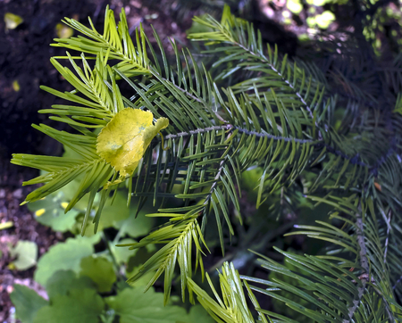 yellow birch leaf stuck among the pine needles