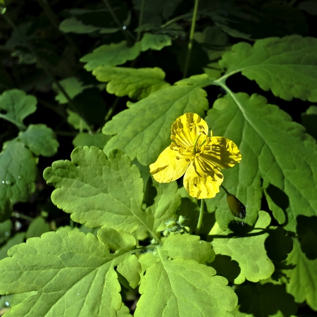 yellow flower of celandineの写真素材