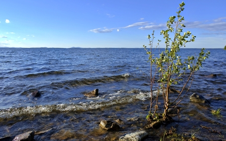 lonely young tree growing almost in the water on the lakeの写真素材